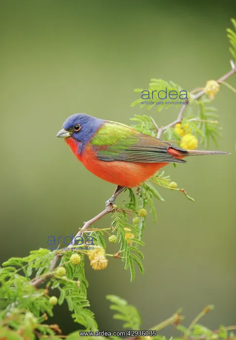 : Painted Bunting - male : Painted Bunting - male