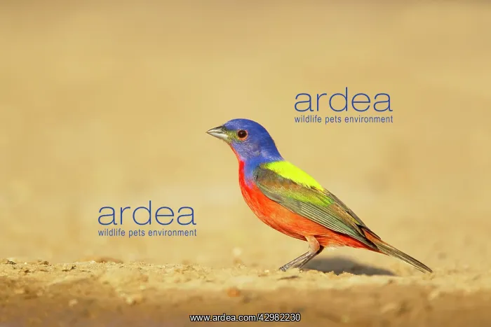 : Painted Bunting - male : Painted Bunting - male