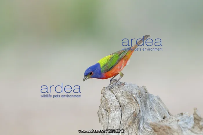 : Painted Bunting - male : Painted Bunting - male