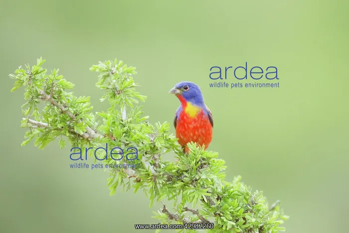 : Painted Bunting - male : Painted Bunting - male