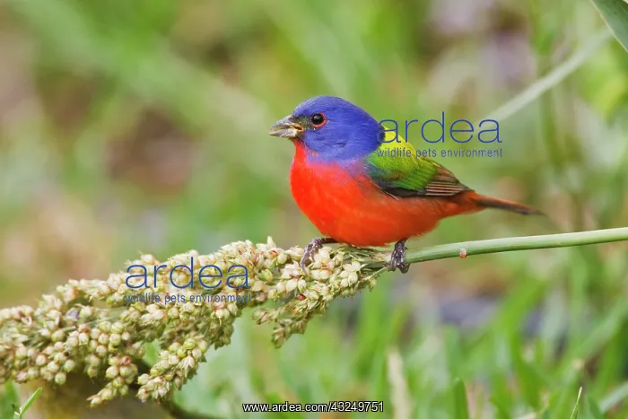: Painted Bunting (Passerian ciris) male feeding : Painted Bunting (Passerian ciris) male feeding