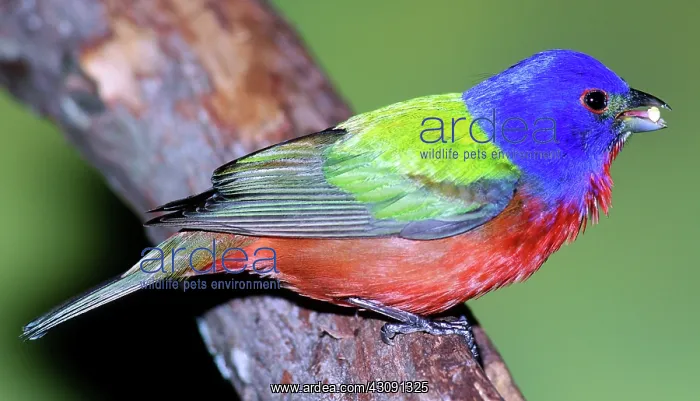 : Painted Bunting (Passerina ciris) : Painted Bunting (Passerina ciris)