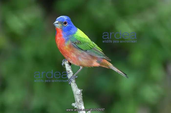 : Painted Bunting (Passerina ciris) : Painted Bunting (Passerina ciris)