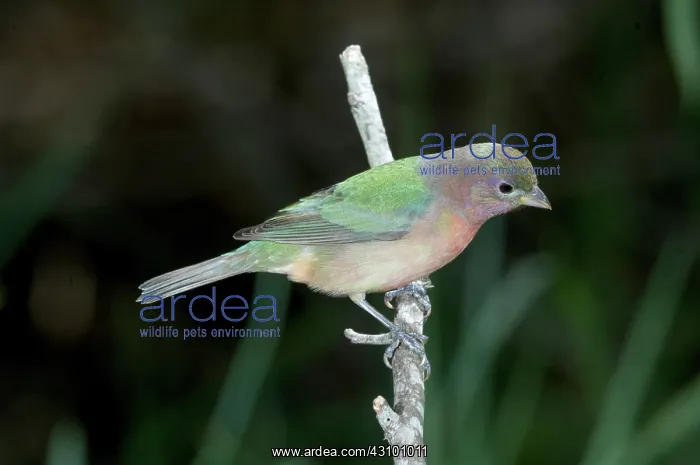 : Painted Bunting (Passerina ciris) : Painted Bunting (Passerina ciris)