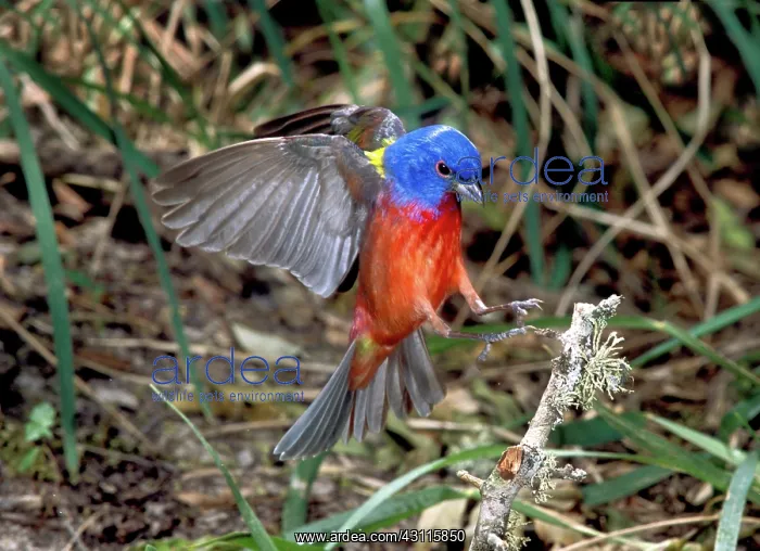 : Painted Bunting (Passerina ciris) alighting : Painted Bunting (Passerina ciris) alighting