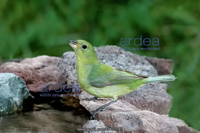 : Painted Bunting (Passerina ciris) drinking : Painted Bunting (Passerina ciris) drinking