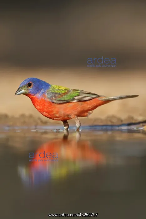 : Painted Bunting (Passerina ciris) male bathing : Painted Bunting (Passerina ciris) male bathing