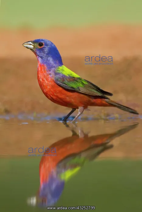 : Painted Bunting (Passerina ciris) male bathing : Painted Bunting (Passerina ciris) male bathing