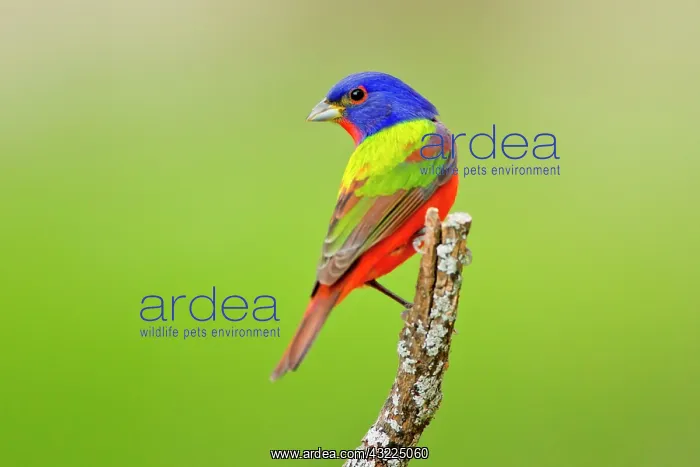 : Painted Bunting (Passerina ciris) male perched : Painted Bunting (Passerina ciris) male perched