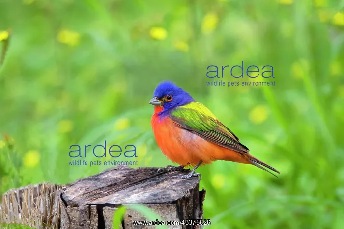 : Painted Bunting (Passerina ciris) perched : Painted Bunting (Passerina ciris) perched