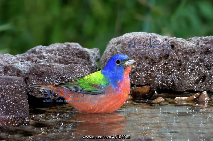 : Painted Bunting (Passerina ciris) in water : Painted Bunting (Passerina ciris) in water