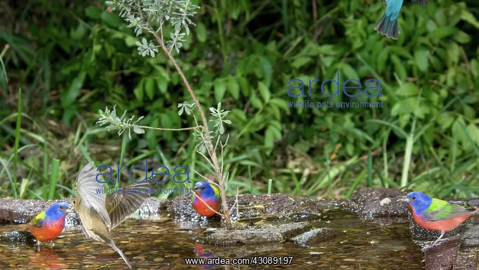 : Painted Buntings Bathing : Painted Buntings Bathing