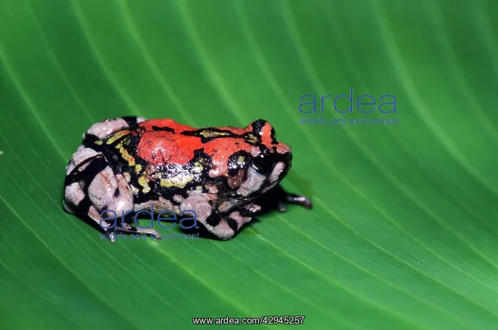 : Painted Burrowing FROG - endemic, on leaf : Painted Burrowing FROG - endemic, on leaf