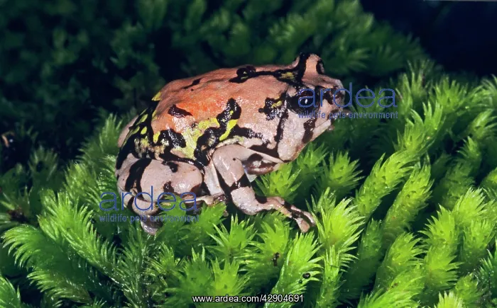 : Painted Burrowing FROG - on moss : Painted Burrowing FROG - on moss