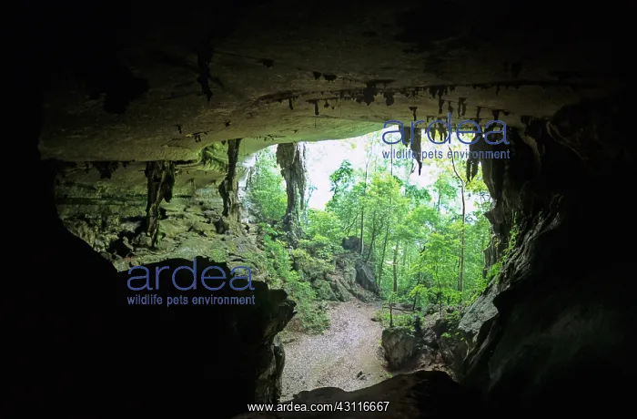 : Painted Cave, Sarawak, Malaysia : Painted Cave, Sarawak, Malaysia