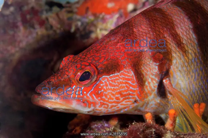 : Painted comber, Serranus scriba, Ischia Island, Italy, Tyrrh : Painted comber, Serranus scriba, Ischia Island, Italy, Tyrrh