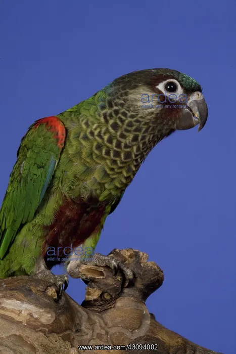: Painted Conure : Painted Conure