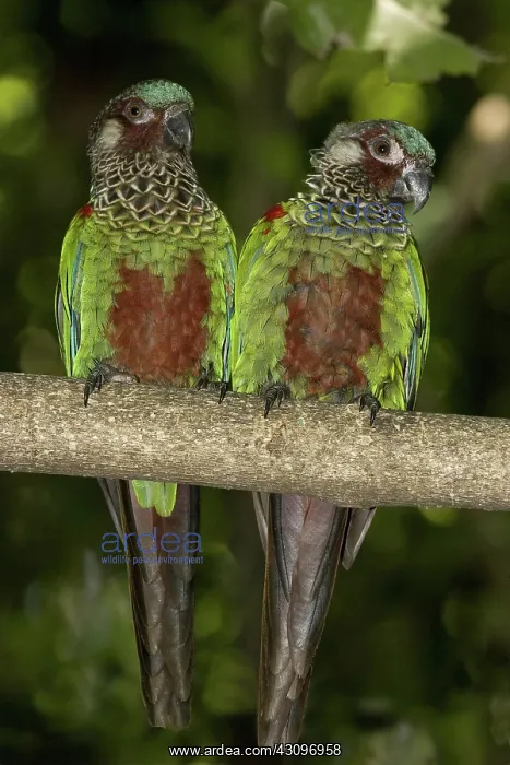 : Painted Conures : Painted Conures