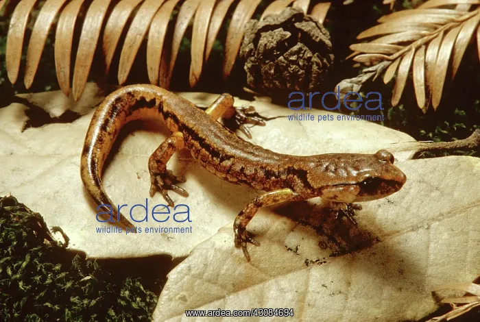 : Painted Ensatina Salamander : Painted Ensatina Salamander