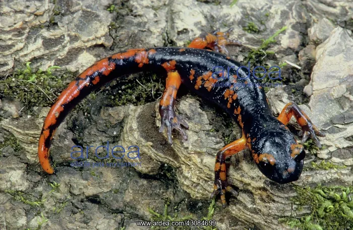 : Painted Ensatina Salamander : Painted Ensatina Salamander