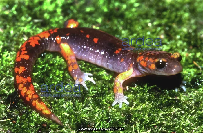 : Painted Ensatina Salamander : Painted Ensatina Salamander