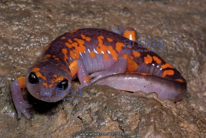 : Painted Ensatina Salamander : Painted Ensatina Salamander