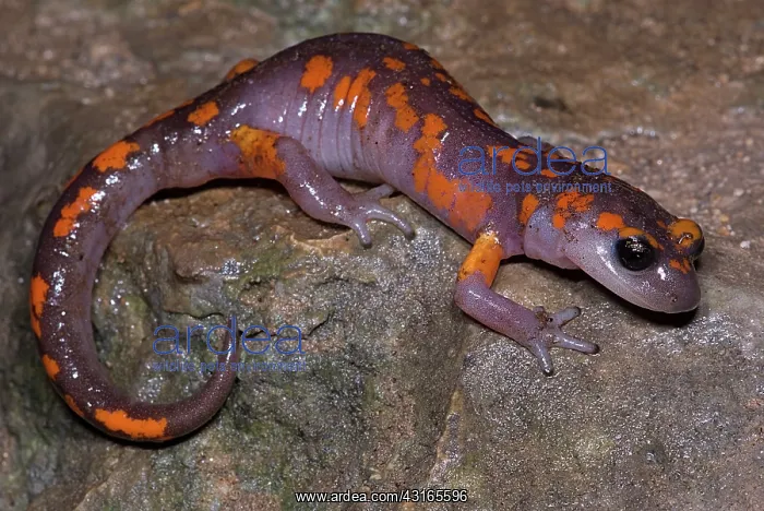 : Painted Ensatina Salamander : Painted Ensatina Salamander