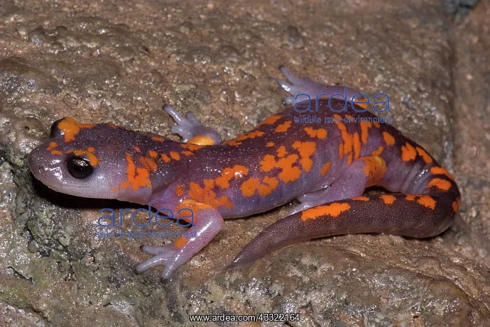  : Painted Ensatina Salamander