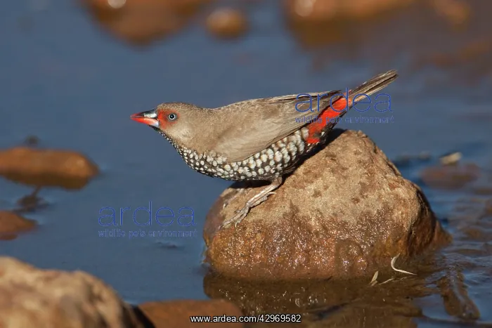 : Painted Finch : Painted Finch