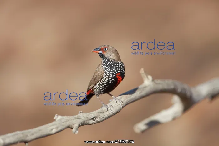 : Painted Finch - female perched on branch : Painted Finch - female perched on branch
