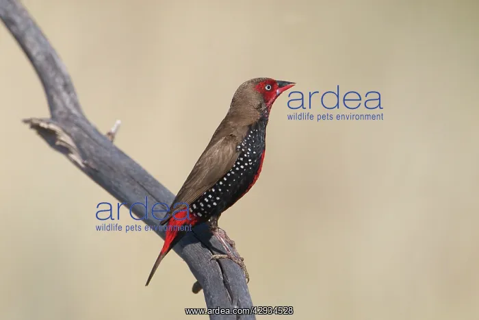 : Painted Finch / Firetail, male perched : Painted Finch / Firetail, male perched