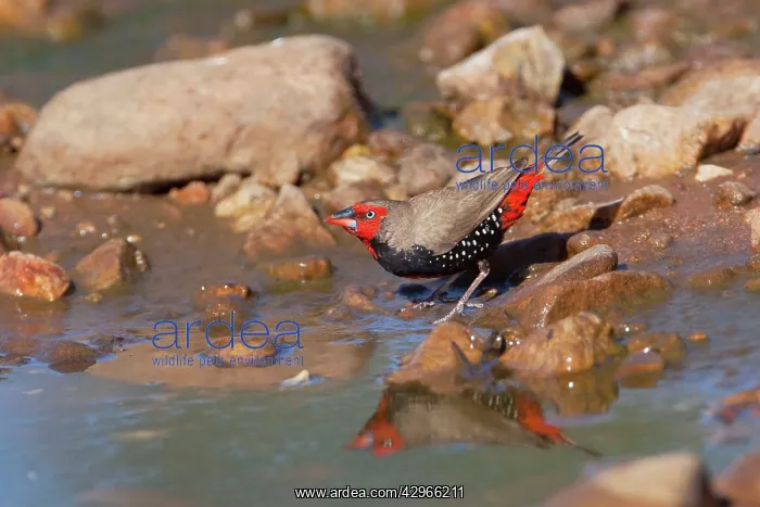 : Painted Finch - male drinking from pool : Painted Finch - male drinking from pool