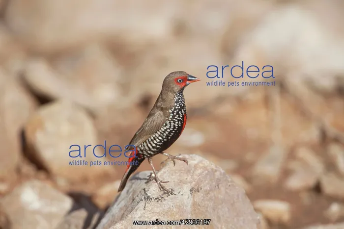 : Painted Finch - perched on rock : Painted Finch - perched on rock