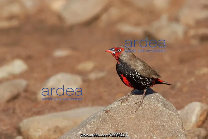 : Painted Finch - perched on rock : Painted Finch - perched on rock