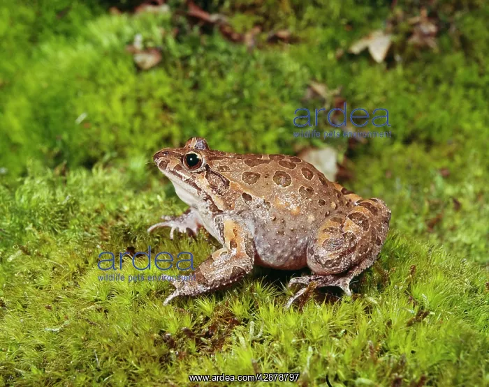 : Painted Frog : Painted Frog