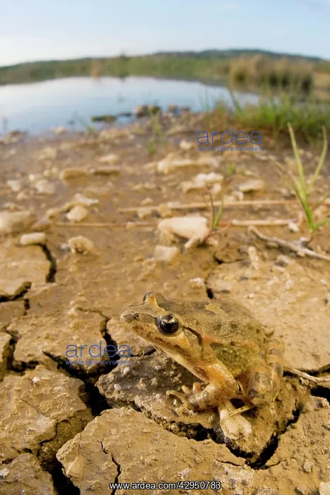 : Painted Frog - near a pond : Painted Frog - near a pond