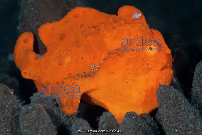 : Painted Frogfish : Painted Frogfish