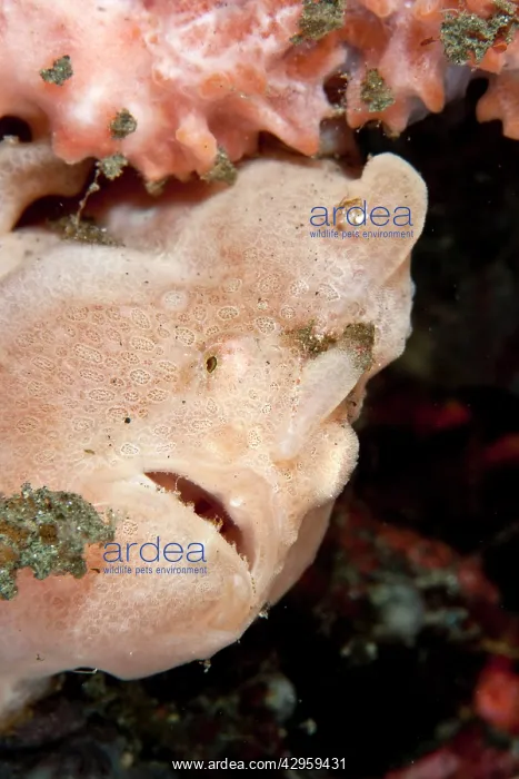 : Painted Frogfish : Painted Frogfish