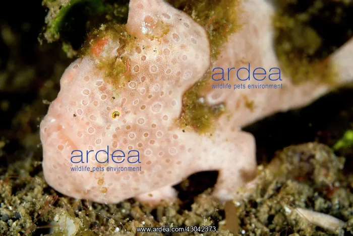  : Painted Frogfish