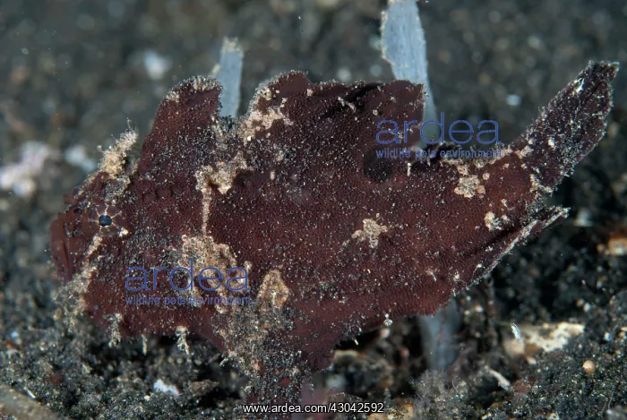 : Painted Frogfish : Painted Frogfish
