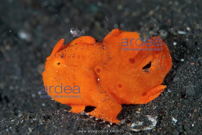  : Painted Frogfish