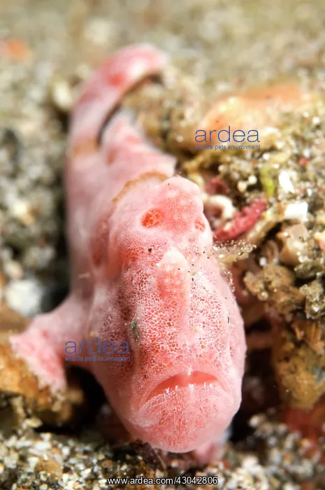  : Painted Frogfish
