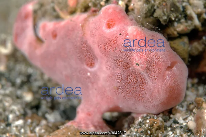  : Painted Frogfish