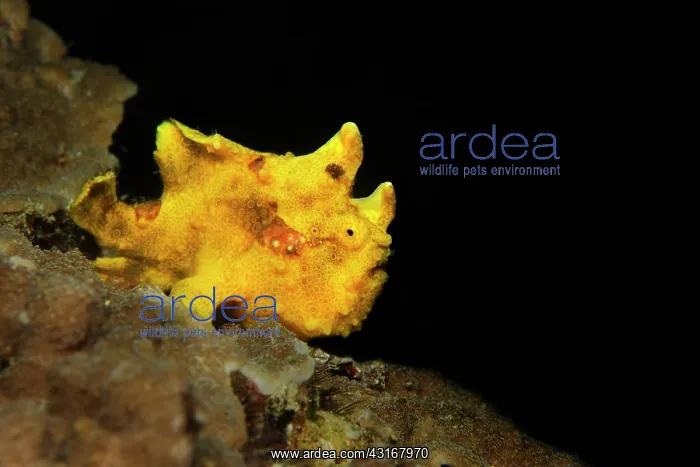 : Painted Frogfish : Painted Frogfish