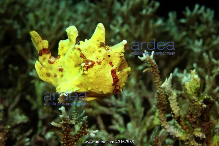 : Painted Frogfish : Painted Frogfish