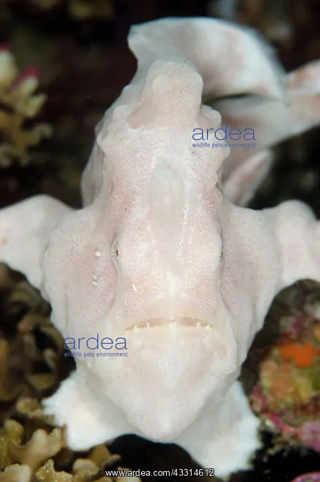 : Painted Frogfish : Painted Frogfish