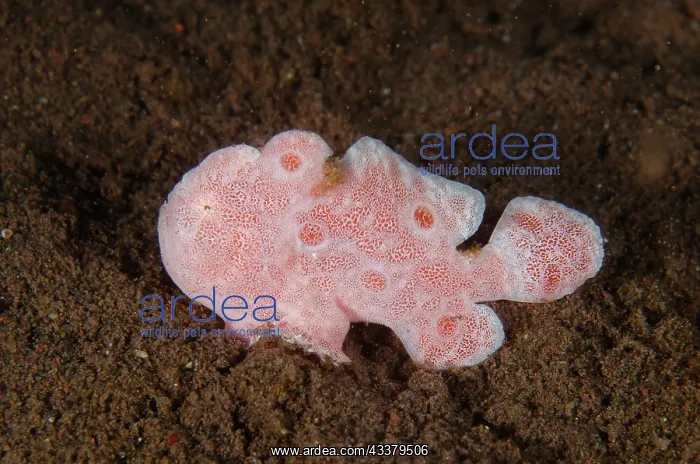 : Painted Frogfish : Painted Frogfish