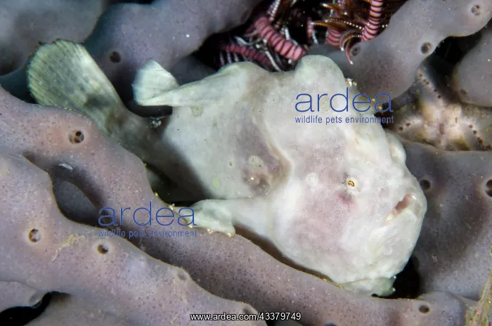 : Painted Frogfish : Painted Frogfish