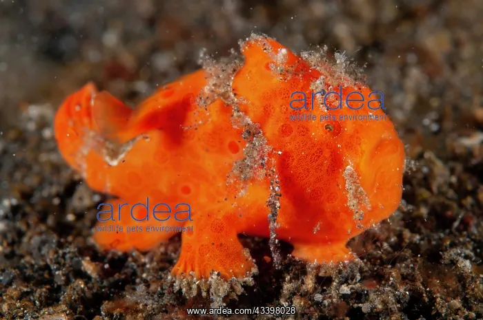 : Painted Frogfish : Painted Frogfish