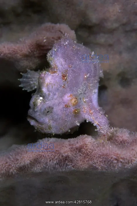 : Painted frogfish, Antennarius pictus, Walindi, West New Brit : Painted frogfish, Antennarius pictus, Walindi, West New Brit